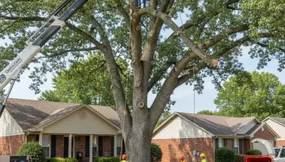 Arborists using bucket truck for large tree removal at West Memphis AR home near Memphis TN