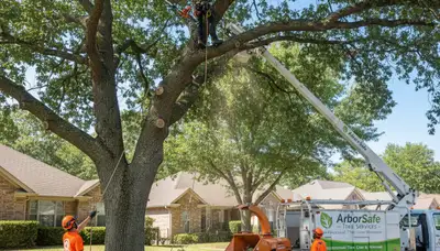 Arborist performing expert tree pruning service in Memphis, TN for healthier residential trees