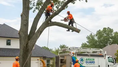 Professional tree removal crew cutting down large oak tree in Memphis, TN backyard