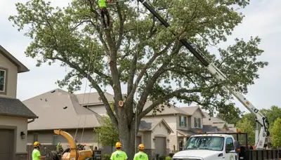 Professional tree removal service in Memphis TN ensuring safe, expert tree care and property protection