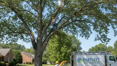 Professional tree removal service in Memphis TN safely cutting and clearing residential trees