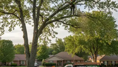 Professional tree removal service in Memphis TN safely cutting and clearing large oak tree