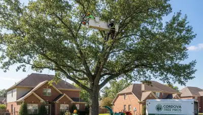 Professional tree removal service in Memphis TN safely cutting and clearing large trees