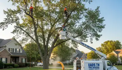 Professional tree removal service crew working safely in Memphis, TN residential neighborhood