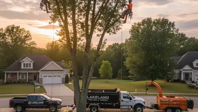 Professional tree removal service in Memphis TN safely cutting down large oak tree