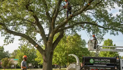 Professional tree removal service in Memphis TN safely cutting and hauling large oak tree