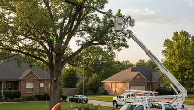 Professional tree removal service in Memphis TN by certified arborists