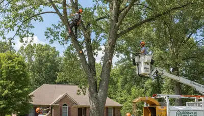 Professional tree removal service in Memphis TN safely clearing large oak trees