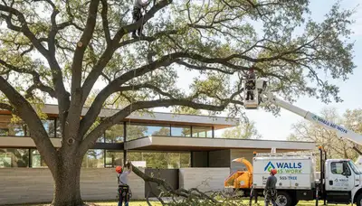 Professional tree removal service in Memphis TN clearing large oak safely
