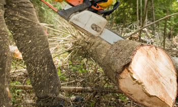 Tree Service in Memphis TN Tree Service Estimates in Memphis TN Tree Service Quotes in Memphis TN Tree Service Professionals in Memphis TN 