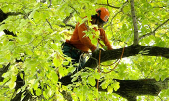 Tree Trimming in Memphis TN Tree Trimming Services in Memphis TN Tree Trimming Professionals in Memphis TN Tree Services in Memphis TN Tree Trimming Estimates in Memphis TN Tree Trimming Quotes in Memphis TN