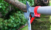 Tree Pruning Services in Memphis TN