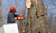 Tree Removal in Memphis TN